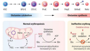 研究人员发现谷氨酰胺代谢转换是红细胞发育和疾病的关键